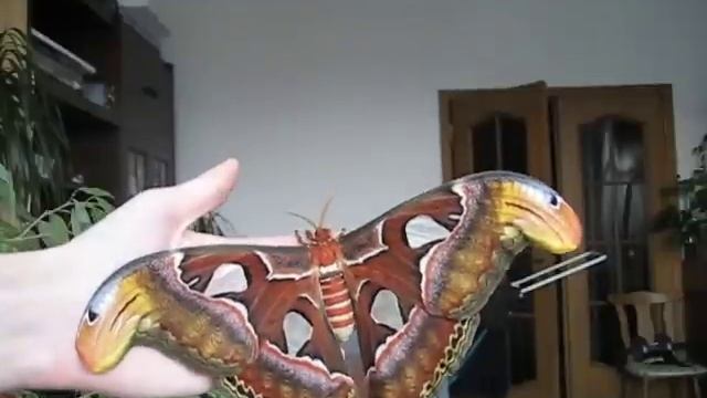 Attacus atlas female смотреть онлайн