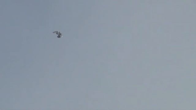 высоколётные голуби 136 смотреть онлайн