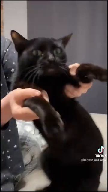 кот прикол смотреть онлайн