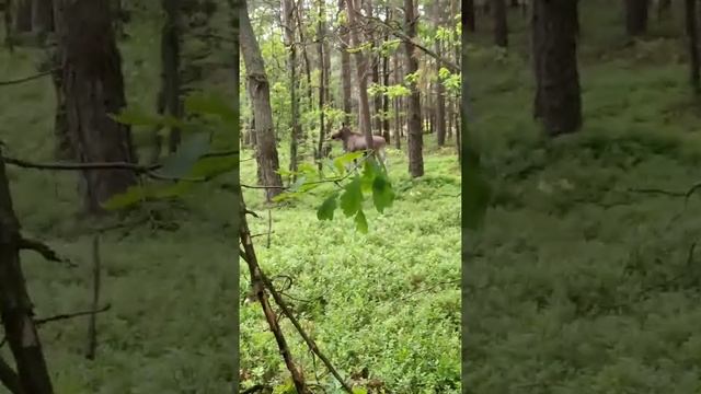 Лось. Волинська область. Камінь-Каширський район. смотреть онлайн