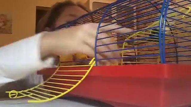 Хомяк Тоха смотреть онлайн