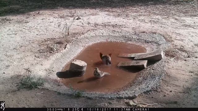 Turdus philomelos bathing Певчий дрозд смотреть онлайн