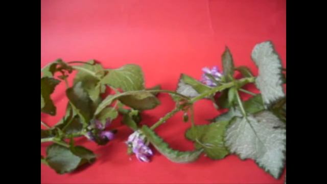 Pulgones en las plantas смотреть онлайн