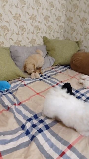 щенки пуделя, мальтипу ф1. продам смотреть онлайн