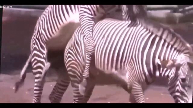 Zebra Mating Video 18+ смотреть онлайн