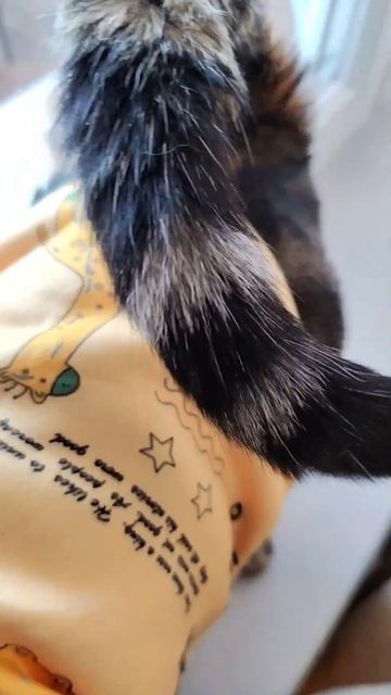 когда у всех дракончики,а у нас динозаврики 🤣 #коты #кошка #бенгал #бенгальскаякошка #котики #зима смотреть онлайн
