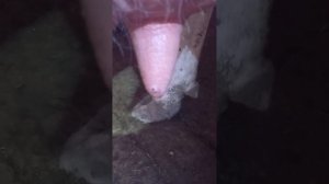 Бородавки у коров на вымени.Как избавиться от них?