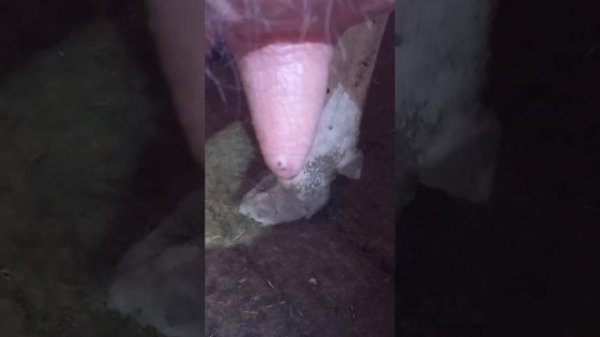 Бородавки у коров на вымени.Как избавиться от них?