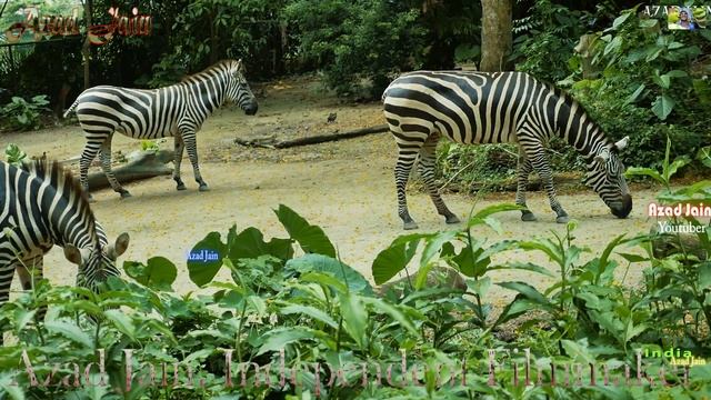 Zebra Video || Zebra Zoo Park || Zebra Animal || Zoo Animals || ज़ेबरा