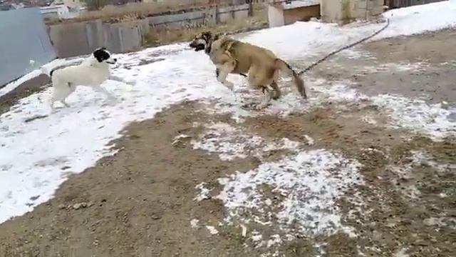 Церера 2.1 95 в холке 98 вес смотреть онлайн