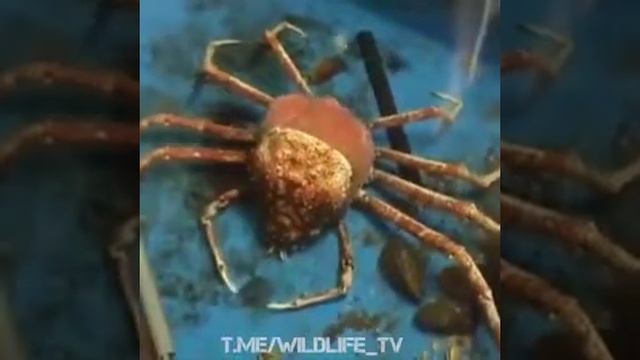 Как краб вылезает из панцыря!🦂 смотреть онлайн