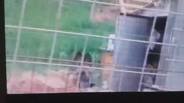 Два лаха смотреть онлайн