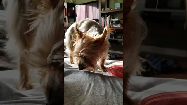 Just a yorkie eating his kibble смотреть онлайн