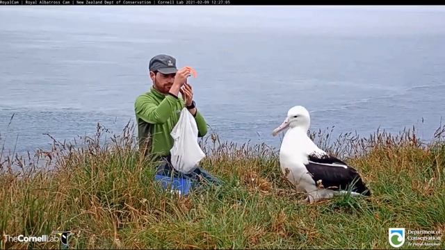 Royal Cam Taiaroa Head ~Weight Check by Theo~12:25 pm 2021/02/09 смотреть онлайн