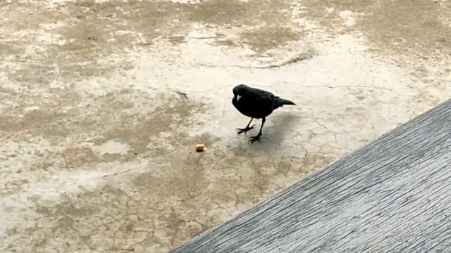 SKMEI Digital Sport Watch 1776② смотреть онлайн