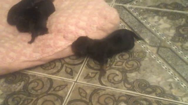 🐶🐕🐶 СОБАЧКИ / DOGS 🐕🐶🐕 смотреть онлайн