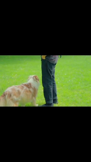 cute dog #domestic animal# смотреть онлайн