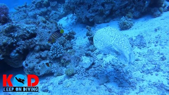 Leopard Torpedo ray South Abo Ramada Red Sea Egypt смотреть онлайн