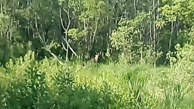 Лось прохлаждался и воду пил.