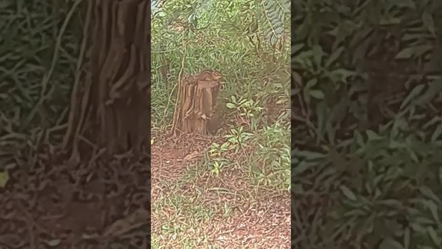 I left him an acorn too #nature #bird #chipmunk смотреть онлайн