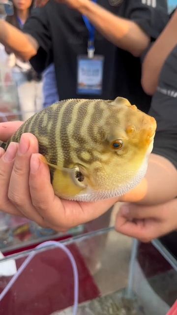 angry globefish in Fujian City,China 在中国漳州看到的河豚#中国 #travel #food #中国旅游 #chinatravel #chinafood смотреть онлайн