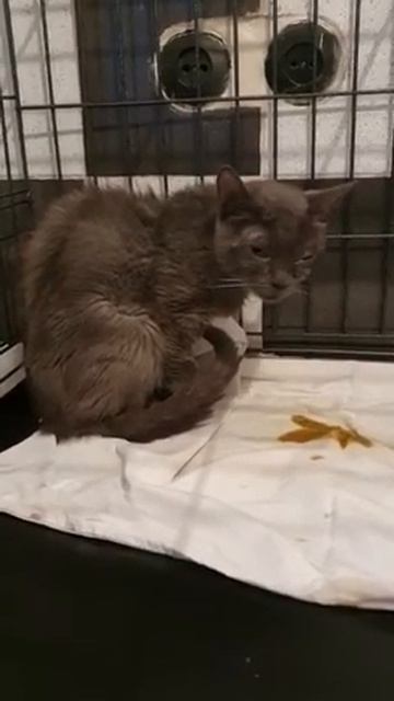 Дымка болеет😰 смотреть онлайн