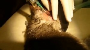 Cuterebra removal from a cat