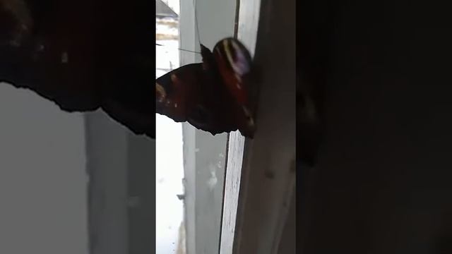 Танец бабочки под буги-вуги смотреть онлайн