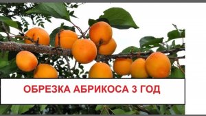 ОБРЕЗКА И ФОРМИРОВКА АБРИКОСА 3,4 год