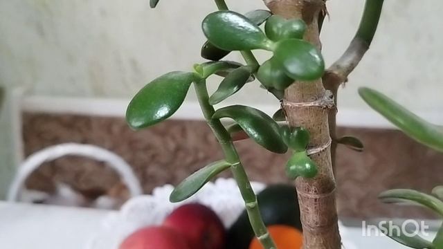 Бонсай из Крассулы. Реакция на обрезку смотреть онлайн