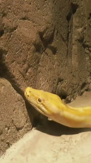 Yellow python snake in the zoo #shorts смотреть онлайн