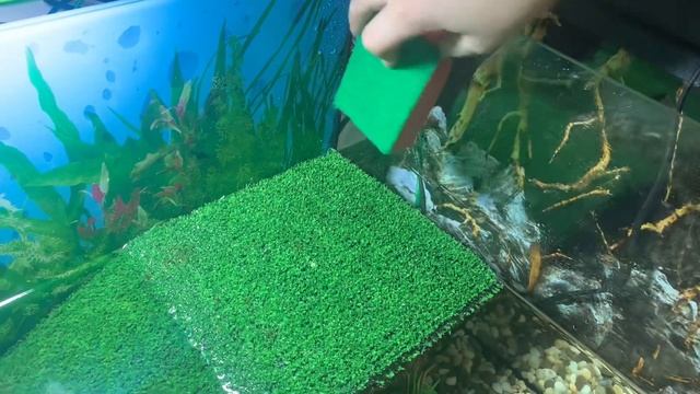 Содержание Радужного краба. Уборка террариума. смотреть онлайн