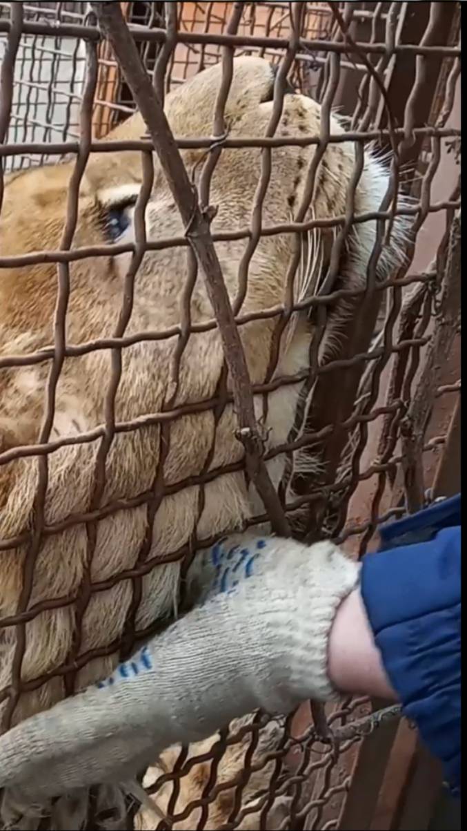 ШЕРХАН очень любит ласку. #шерхан #лев #зоопарк #минск #lion #shortvideo смотреть онлайн