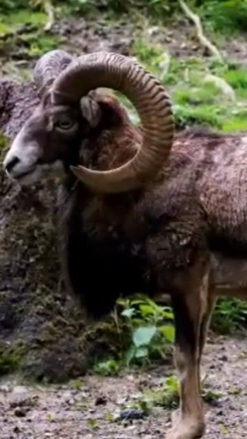 #nature#animals#shorts #hussanrez #animals смотреть онлайн