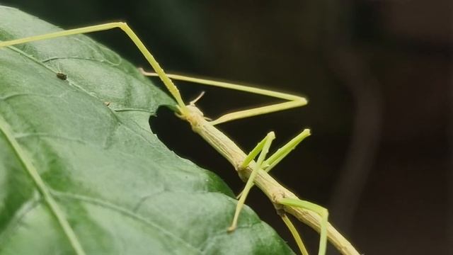 Medauroidea extradentata смотреть онлайн