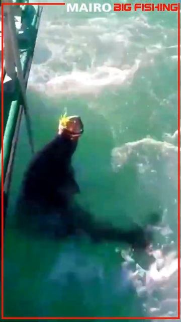 MAIRO BIGFISH " halibut biggest catch "#SHORTS смотреть онлайн