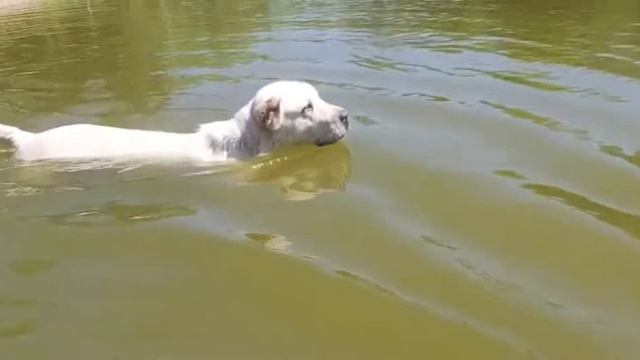 выпускница питомника ТИМЕРТАШ ЭЛАРА ЗВЕЗДА УДАЧИ (Украина) 15 месяцев дочь Жаси и Караша (Источник смотреть онлайн