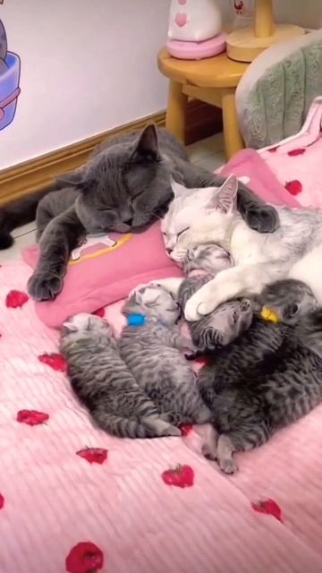 ▷Кошачья семья◁ смотреть онлайн