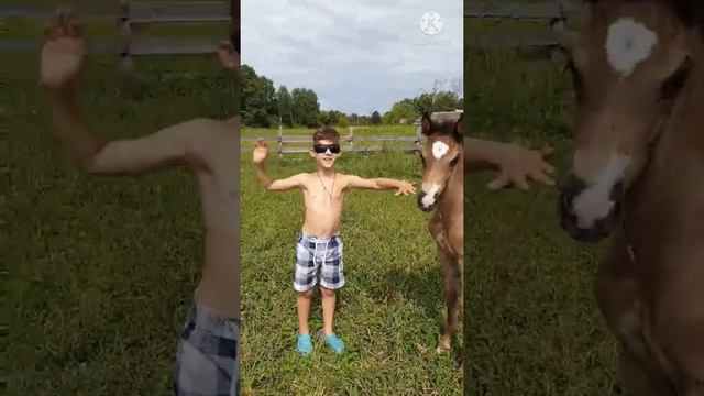 Жеребенок в первый день! (архив 2019), адаптация к человеку! Ясмина. смотреть онлайн