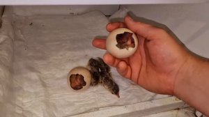 инкубация павлинов подошла к концу🤷♂️