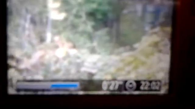cat beating up and chasing a red fox смотреть онлайн