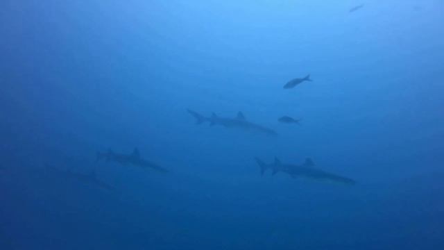 Attack of hammerhead sharks and whitetip reef sharks смотреть онлайн