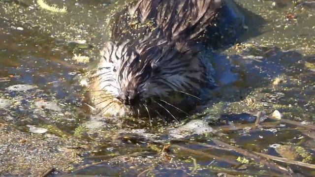 Ondatra – Ондатра - Muskrat (Ondatra zibethicus) смотреть онлайн