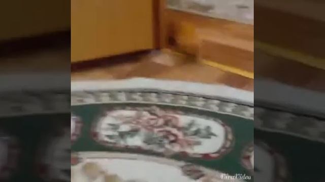 Морская свинка ! ДОМОЙ ! смотреть онлайн