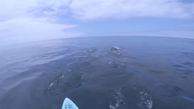 90 seconds of dolphin magic смотреть онлайн