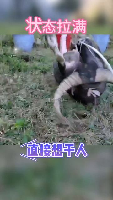 鬥牛 疯狂斗牛|bullfight ,crazy bullfight|đấu bò điên cuồng|adu banteng gila#乡村斗牛#斗牛#牛王争霸赛 #少数民族风情 #斗牛文化 смотреть онлайн
