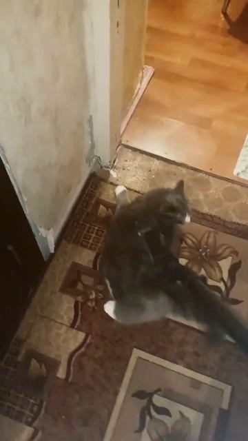 Филипп и его пылесос 🤭🤣 смотреть онлайн