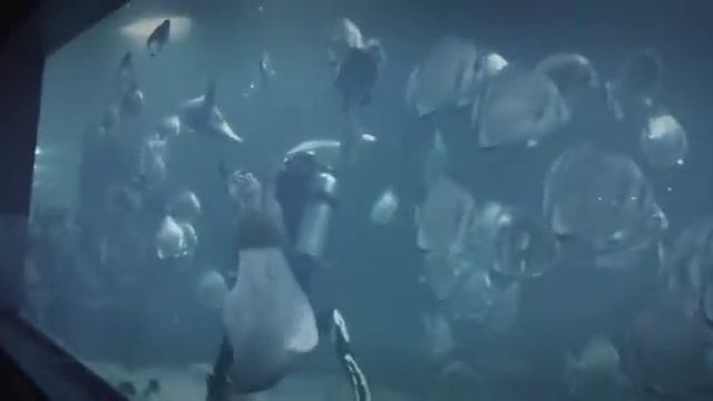 Feed Paul Shark смотреть онлайн