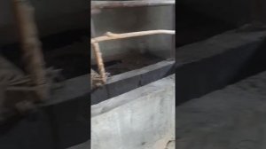 Mini mol fermada SIGIR boqish.