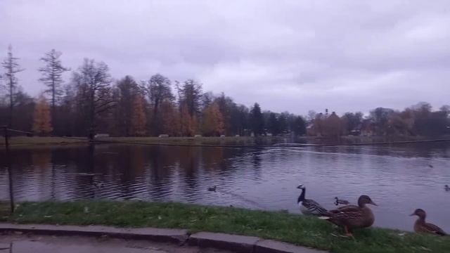 Белощёкая казарка смотреть онлайн